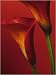 Red Calla Lilies - Nature Poster (Size: 16" x 20")