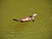 Duck Billed Platypus - 24