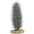 RZIL MADAGASCAR PALM CACT 10"