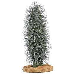 RZIL MADAGASCAR PALM CACT 10"