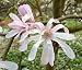 Magnolia Leonard Messel 5L