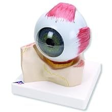 3B Scientific F11 7 Part Eye Model, 5 Times Full-Size, 7.1" x 7.1" x 7.9"