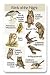 Identiflyer SongCard - Birds of the Night
