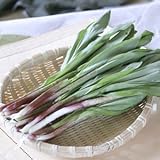 [ 山菜 ] ギョウジャニンニク苗 5本植え