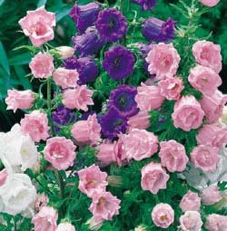 Bellflower Complete Mix Seeds