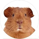 58mm Round Badge Style Fridge Magnet Animal Photo Guinea Pig 1