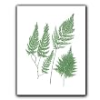 "Trichomanes Radicans" The Ferns of Great Britain and Ireland - Gift Enclosure Cards (set of 12)