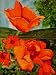 Poppy Series,