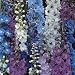 Delphinium Pacific