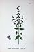 Botany Plants C1902 Cardiac Mint Mentha Gracilis Flower