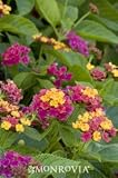 Teenie Genie Compact Lantana Plant Two Gallon by Monrovia Growers