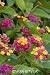 Teenie Genie Compact Lantana Plant Two Gallon by Monrovia Growers