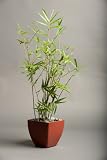 Fern Leaf Live Bonsai Tropical Bamboo Plant Indoor Outdoor Houseplant in Biodegradable Pot Makes Unique Gift for Home Decor or Office Decor Great for Interior Design or Patio Decor Evergreen Perennial Clumping Grass in 6.75 Container Great Green Holiday Gift FREE SHIPPING