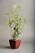 Fern Leaf Live Bonsai Tropical Bamboo Plant Indoor Outdoor Houseplant in Biodegradable Pot Makes Unique Gift for Home Decor or Office Decor Great for Interior Design or Patio Decor Evergreen Perennial Clumping Grass in 6.75