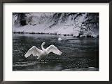 Adult trumpeter swans lifting its wings on the snow-banked Madison River Styles Framed Art Poster Print by Raymond Gehman, 29x21