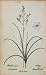 1826 Anthericum Ramosum Spider Plant Botanical Print - Hand Colored Lithograph