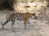 IMAGE OF Indian Tiger, Bandhavgarh National Park, Madhya Pradesh State, India Photographic Poster Print by Milse Thorsten, 12x16