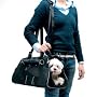 JET SET Pet Carrier.Airline Approved Dog Cat Travel Carrier & Tote, Size-Small 17.7"x9".8x10.6" Color-Black. Best for pets under 10 lbs. Can Adapt to motorcycle or Bicycle with Connection Kit Sold Separate.