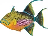 Eigenschaften Safari / Königin-Drückerfisch