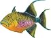 Safari Incredible Creaturesi: Queen Triggerfish