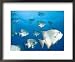 Atlantic Spadefish, Hol Chan Marine Park, Ambergris Caye, Barrier Reef, Belize Animals Framed Art Poster Print by Stuart Westmorland, 22x18