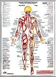 Major Posterior Muscles Chart