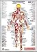  IDEAL FOR SCHOOLS, COLLEGES, PHYSIOTHERAPY DEPARTMENTS, DOCTORS, HEALTH CENTERS AND FITNESS FACILITIES. Beautifully illustrated with great precision. FEATURES Major muscles clearly identified and named. Simple explanations defining muscle action Major bone structure identified and named Information about muscles used in major sports. Major Posterior Muscles 23" x 33" 