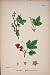 Ess Mountain Current Flower Plant Fruit Print