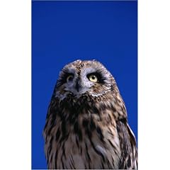 Poster 30 x 50 cm - "A short-eared Owl ( Asio flammeus )" von Lee Foster / Lonely Planet Images - auch in anderen Gr��en und als Leinwandbild erh�ltlich