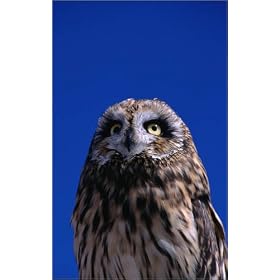 photographie A short-eared Owl ( Asio flammeus ) est disperible en (L x H): 40 x 60 cm de L. Foster