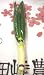 九州産の野菜　長崎県産　長ネギ　直売所販売用