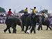 Elephants Playing Football, Elephant Round-Up Festival, Surin City, Thailand, Southeast Asia Photographic Poster Print by Alain Evrard, 12x16