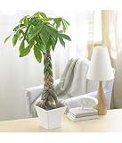 large money tree