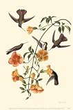 Mangrove Hummingbird by John James Audubon. Art Print Poster 11 inches width by 17 inches height. Highest Quality Art Poster Print