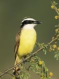 Great Kiskadee, Texas, USA Art Photographic Poster Print by Rolf Nussbaumer, 12x16