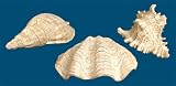 SI 87-3021 Set of 3 Atlantis Shells