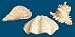 SI 87-3021 Set of 3 Atlantis Shells