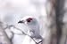 Willow Ptarmigan - Winter Plumage Taxidermy Photo Reference CD