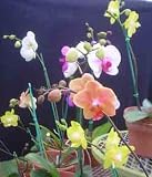 Economy Phalaenopsis Hybrid Special