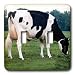 Farm Animals - Holstein Cow - Light Switch Covers - double toggle switch
