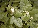 White Strawberry Fragaria 30 Seeds