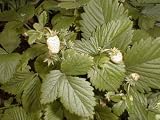 White Strawberry 30 Seeds - Fragaria - B000U093SA