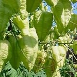 Eigenschaften tropical.garden  / Lampionbaum/Blasenbaum - Koelreuteria paniculata 10K