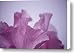 Pink Iris Study 7 Canvas Print / Canvas Art - Artist Teresa Mucha
