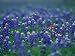 Bluebonnets, Hill Country, Texas, USA Photographic Poster Print by Dee Ann Pederson, 56x42