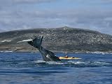 Ecologist in a Kayak Studies the Behavior of a Bowhead Whale Photographic Poster Print by Paul Nicklen, 16x12