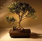 Japanese Boxwood Bonsai Tree.(buxus microphylla)