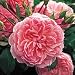 "Anne Boleyn" English Rose--Tree Form Five Gallon Container