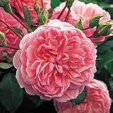 "Anne Boleyn" English Rose--Tree Form Five Gallon Container