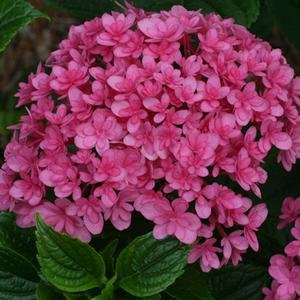 Amazon.com : Hydrangea Paraplu™ Hydrangea Big Leaf  1 Gallon Pot 